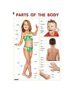 Parts of the Body