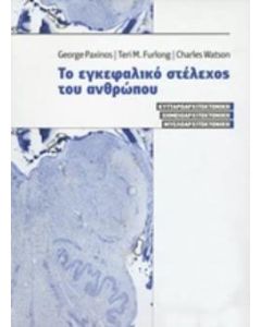 Το εγκεφαλικό στέλεχος του ανθρώπου